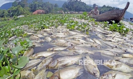 Nelayan mengayuh perahu diantara ikan-ikan yang mati di Linggai, Danau Maninjau, Kab.Agam, Sumatera Barat, Jumat (7/2/2020).