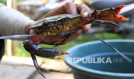 Nelayan mengikat kepiting bakau hasil tangkapannya. Jelang Imlek, Ekspor Kepiting Bakau Belitung ke Singapura Meningkat