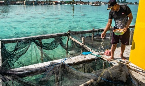 Nelayan pembudidaya karamba ikan memberi pakan ikan kerapu di tepi Pantai Lego, Karimunjawa, Jepara, Jawa Tengah, Jumat (27/7). 