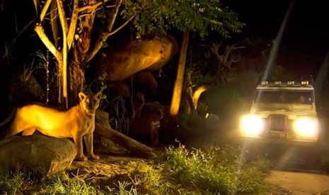 Night Safari. 