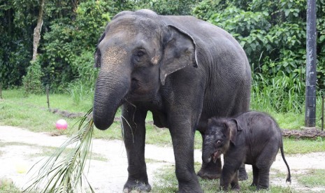 Bayi gajah dan induknya (ilustrasi)