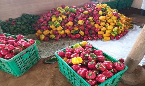 Nur Kholis salah satu petani Milenial di Kabupaten Batang Jawa Tengah mengungkapkan dirinya tetap memproduksi paprika meski virus Corona mewabah. “Kami tetap produksi paprika, yang dulu awalanya hanya satu screen house sekarang sudah lima screen house,” ucap Kholis penuh rasa bangga dalam keterangannya di Batang, Rabu (29/4).