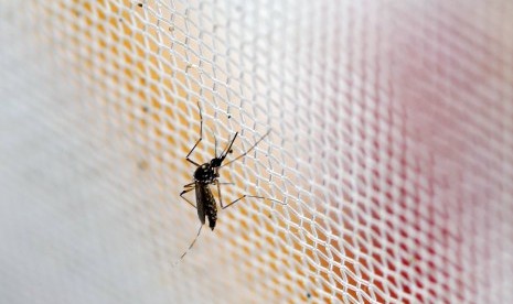 Nyamuk Aedes aegypti penyebab virus zika.