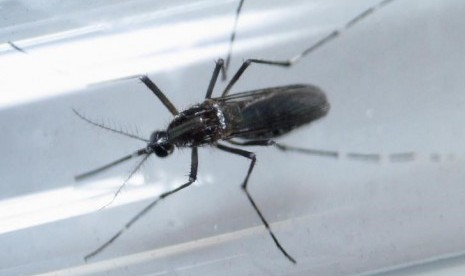 Nyamuk Aedes Aegepty, penyebab virus zika.