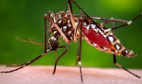 Nyamuk Aedes aegypti. National Atomic Energy Commission Argentina memandulkan nyamuk jantan Aedes aegypti untuk mengendalikan wabah demam berdarah dengue. Argentina dilanda wabah terburuk demam berdarah dalam beberapa tahun terakhir.