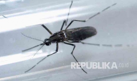 Nyamuk Aedes aegypti terlihat di dalam tabung tes sebagai bagian dari penelitian tentang pencegahan penyebaran virus Zika.