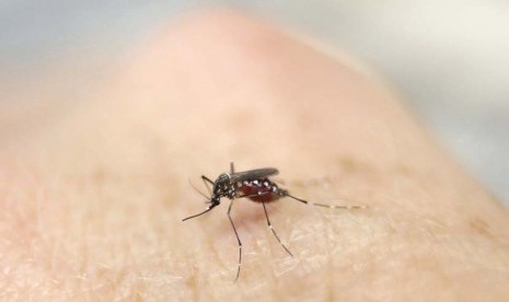 Nyamuk Aedes aegypti terlihat di tangan manusia di laboratorium  International Training dan Penelitian Medis Training Center (CIDEIM) di Cali, Kolombia