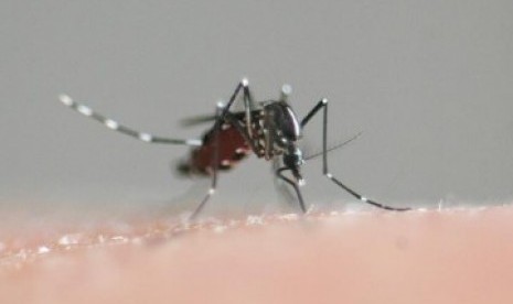 Nyamuk aedes albopictus