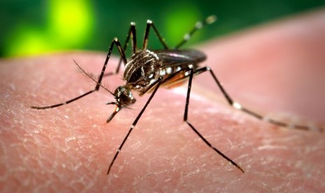 Nyamuk demam berdarah. Badan Pengawas Obat dan Makanan (BPOM) telah menyetujui Vaksin Dengue Tetravalen dari Takeda untuk digunakan pada individu berusia enam hingga 45 Tahun. 