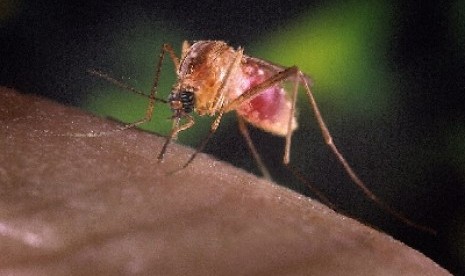 Nyamuk Malaria (ilustrasi).