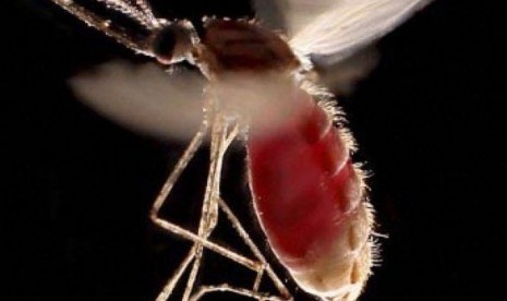 Nyamuk Malaria menyerang warga di empat desa di Minahasa Tenggara, Sulawesi Utara.