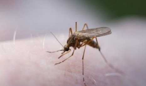 Nyamuk pembawa penyakit malaria