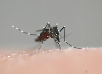 Nyamuk aedes albopictus