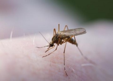 Nyamuk pembawa penyakit malaria