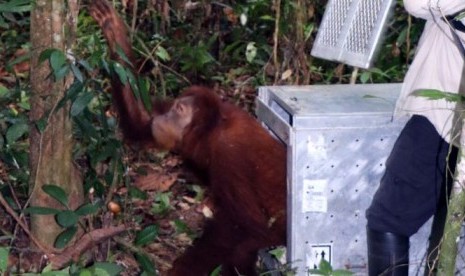 Nyaru dilepaskan ke hutan bebas dari sangkar besi pada 25 Agustus 2016.