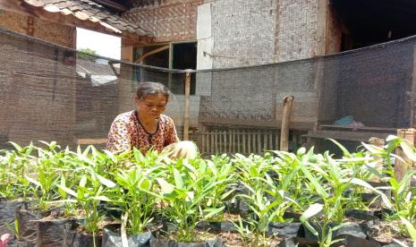  Odesa Indonesia: Mari Gerakkan Tani Pekarangan