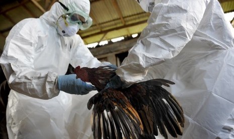 Officials from Ministry of Agriculture prepare chicken cull in Denpasar, Bali. (file photo)  