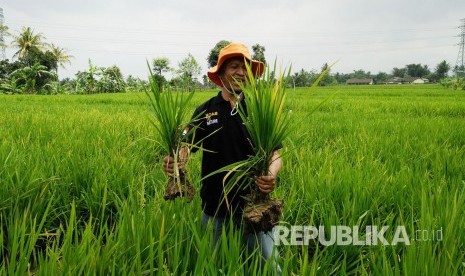 Ohim Abdurohim (50 tahun) memperlihatkan padinya yang terkena tungro yanag disebarkan wereng hijau, di Kampung Sukamanah, Kelurahan Babakan, Kamis (16/3).