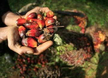 Oil palm fruit (illustration)