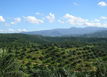 Oil palm plantation (illustration)