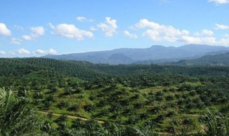 Oil Palm Plantation (Illustration)