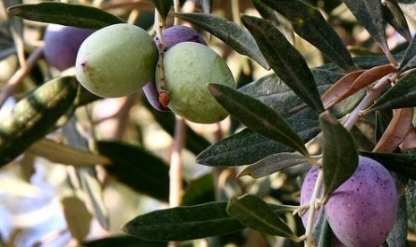 Olive tree (illustration)