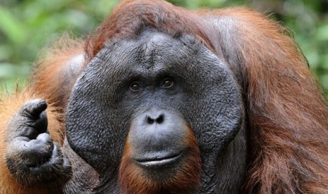 Orang Utan