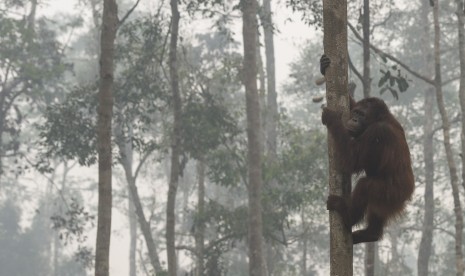 Orang utan beraktivitas di tengah kabut asap yang menyelimuti areal hutan sekolah Orang utan Yayasan Penyelamatan Orang utan Borneo (BOSF) di Arboretum Nyaru Menteng, Kalimantan Tengah.