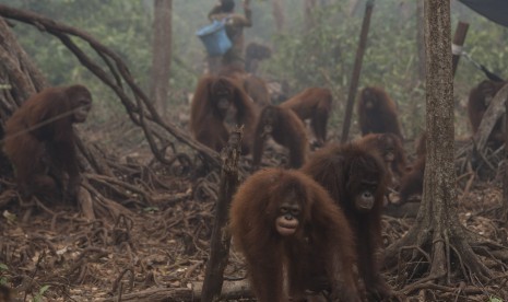 Orang utan beraktivitas di tengah kabut asap (ilustrasi)