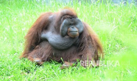 Orang utan bernama Ozon yang videonya tersebar di media sosial saat sedang merokok, di Kebun Binatang Bandung, Kamis (8/2).