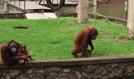 Orang utan di Taman Satwa Cikembulan, Kabupaten Garut. 