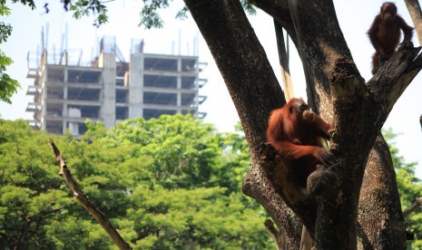 Orang utan di Taman Satwa Taru Jurug Solo.