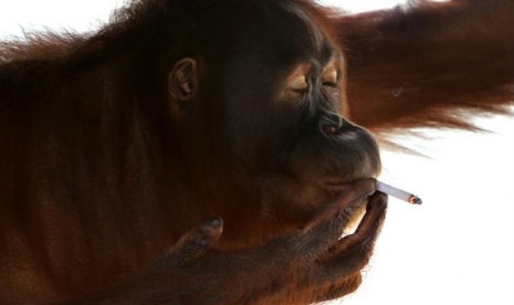 Orang Utan  merokok.