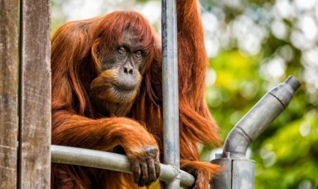 Orang utan Puan di Kebun Binatang Perth, Australia. Puan adalah orang utan tertua di dunia.