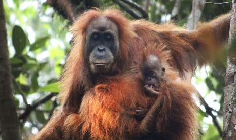 Orang utan Tapanuli (Pongo tapanuliensis) bersama bayinya di Ekosistem Batang Toru di Tapanuli, Sumatera Utara. Orang utan dengan rambut keriting dan kepala lebih kecil itu merupakan spesies baru kera besar.