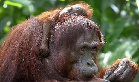 Orangutan is listed as endangered species by WWF. (illustration)