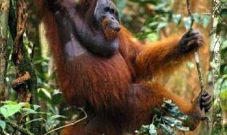 Orangutan