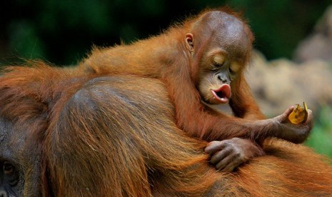 Orangutan 