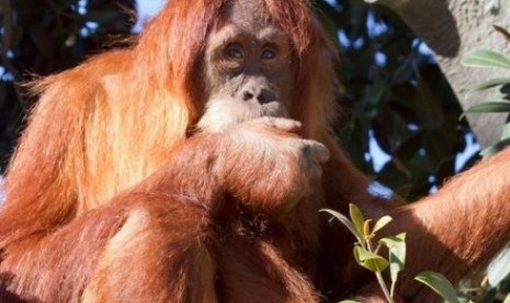 Orangutan bernama Nyaru akan dilacak keberadaannya di hutan tropis Sumatra selama 2,5 tahun setelah dilepasliarkan.