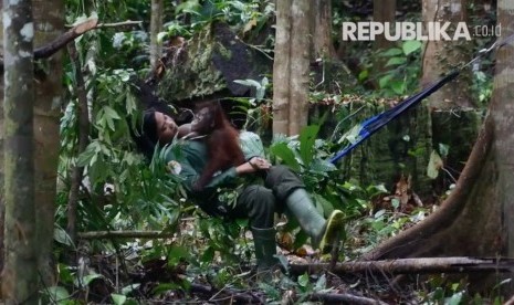 Orangutan bersam pengasuhnya di Sekolah Hutan, Samboja, Kalimanta Timur