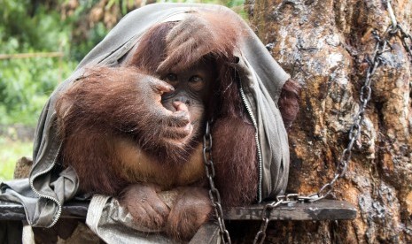 Orangutan betina berusia empat tahun bernama Japik menyelimuti dirinya dengan menggunakan baju bekas saat tidur di atas kayu di perkarangan rumah warga yang memeliharanya di Desa Balai Pinang, Kecamatan Simpang Hulu, Kabupaten Ketapang, Kalbar, Kamis (17/1