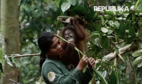 Orangutan dan pengasuhnya di Sekolah Hutan, Samboja, Kalimantan Timur