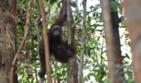 Orangutan di kawasan Hutan Seruyan, Taman Nasional Tanjung Puting, Kalteng.