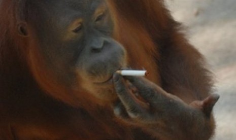 Orangutan di Solo, Jawa tengah mudah meniru perilaku manusia termasuk meroko