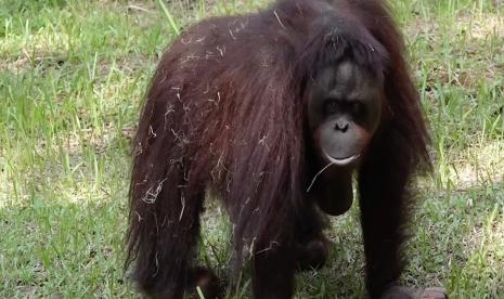 Orangutan di Taman Margasatwa Ragunan, Jakarta