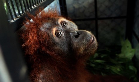 Seekor orang utan tertembak senapan angin di Pangkalan Bun dievakuasi.