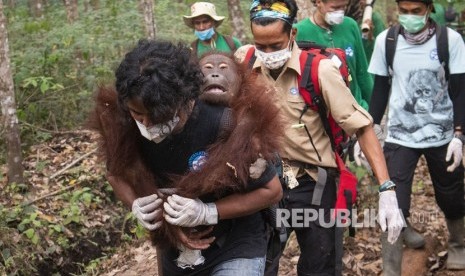 Orangutan jantan yang diberi nama Jerit digendong anggota Tim Medis International Animal Rescue (IAR) Indonesia saat dievakuasi di Desa Kuala Satong, Kecamatan Matan Hilir Utara, Kabupaten Ketapang, Kalimantan Barat, Sabtu (21/9/2019).