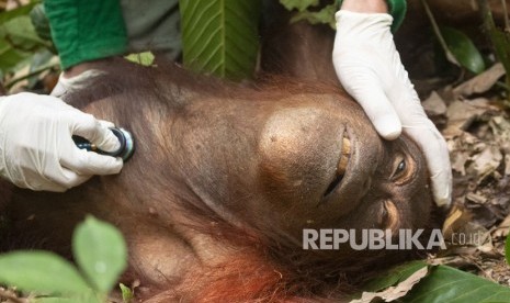 Orangutan, individu yang banyak menjadi korban kebakaran hutan (ilustrasi)