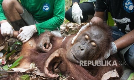 Orangutan jantan yang diberi nama Jerit diperiksa anggota Tim Medis International Animal Rescue (IAR) Indonesia saat ditemukan di Desa Kuala Satong, Kecamatan Matan Hilir Utara, Kabupaten Ketapang, Kalimantan Barat, Sabtu (21/9/2019).