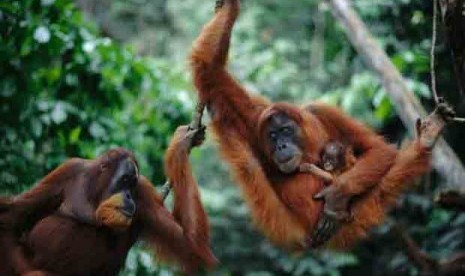 Orangutan Rawa Tripa